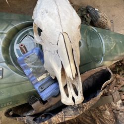 Cow Skull