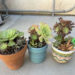 Beautiful Succulents 