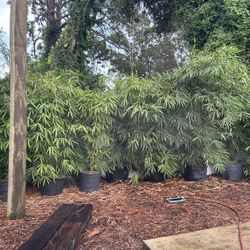 Buddha Belly Bamboo