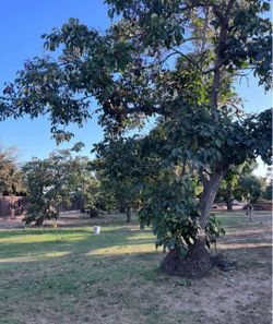 1 pound local organic chandler walnuts shelled $10 each