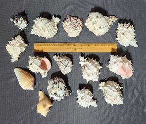 Shells