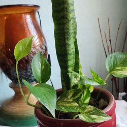 Snake Plant With Pothos.. In Ceramic Pot
