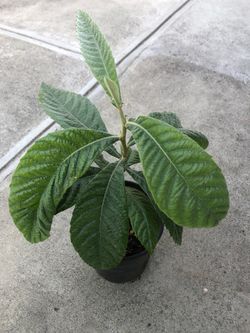 Loquat plan