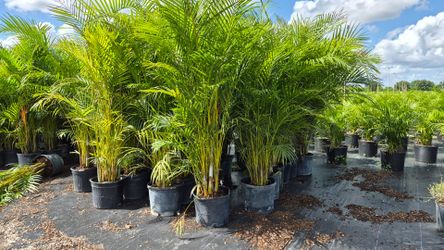Spectacular Arecas Palms About 8 feet Tall. Instant privacy