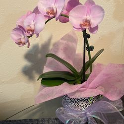 Natural Orchid