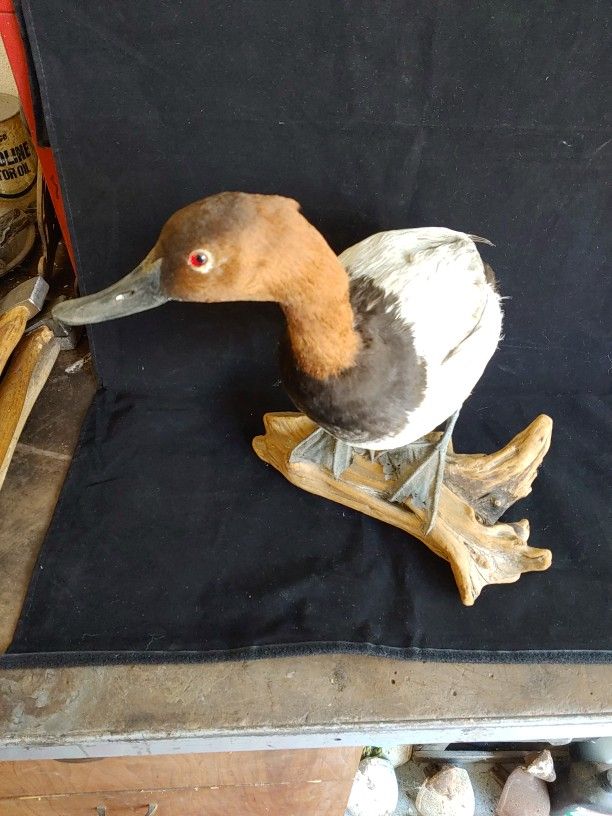 Mounted Taxidermy Canvasback Duck