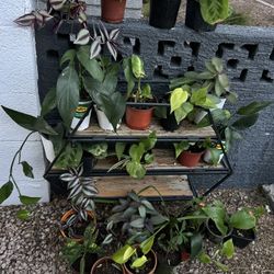 Small plants 5 each 