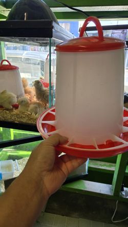 Accesorios Para Pollos