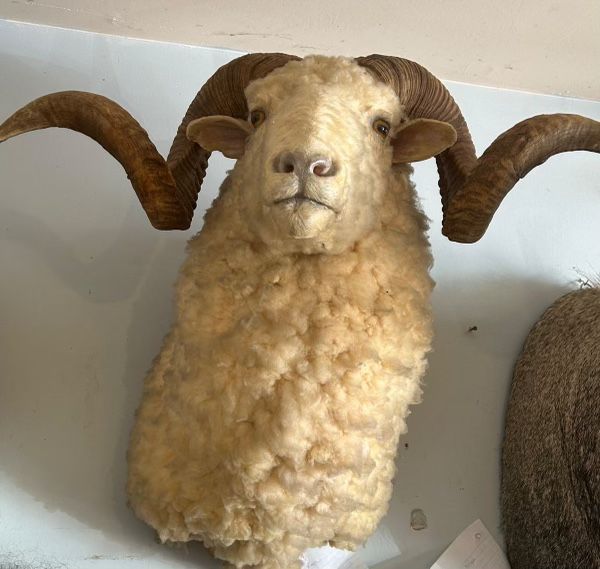 Sheep Shoulder Mount
