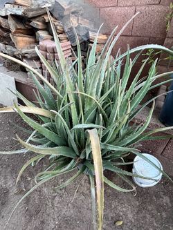 Plenty Of The Aloe Vera Plants