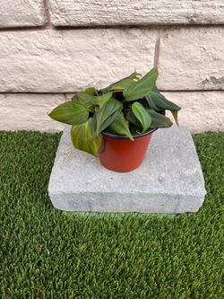 3” Micans Philodendron