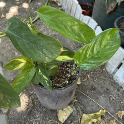 Planta