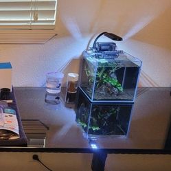 Betta Tank