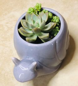 Beautiful succulent arrangement