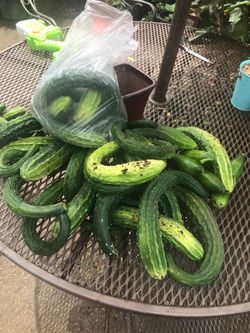 Pepinos frescos recién cortados orgánicos 3 la bolsa