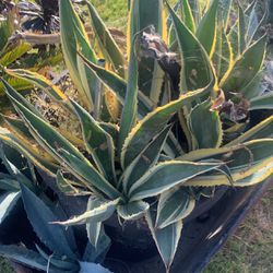  Agave Plants 