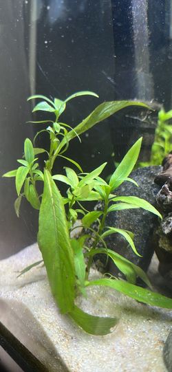 Beginner Live Aquarium Plants and Floaters
