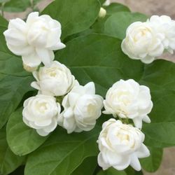 Jasmine Mogra Plant / Arabic Jasmine Blooming 