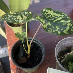 Small Frogs In The Blender Alocasia Plant 