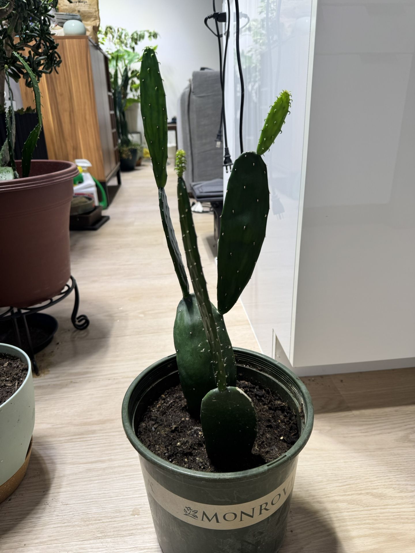Spineless Cactus