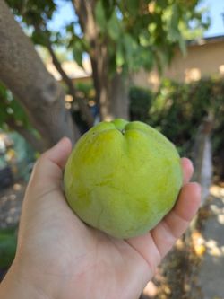White Sapote Fruit