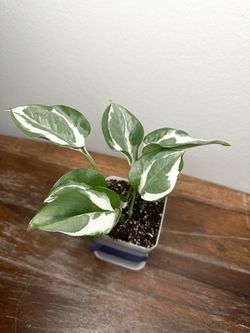 Pothos N’Joy Plants 🪴