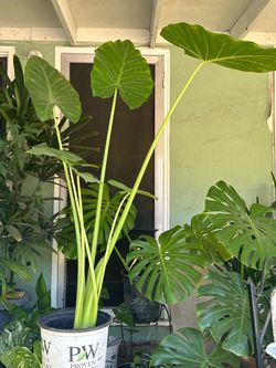 Elephant ear plant