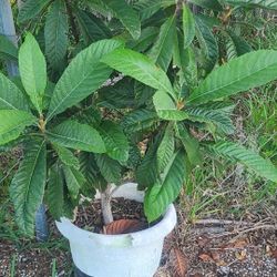 Loquet Tree   Or Japanese  Plums 
