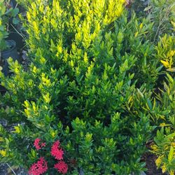 Shrubs Ixora- Coco plum Sale! $6 Each