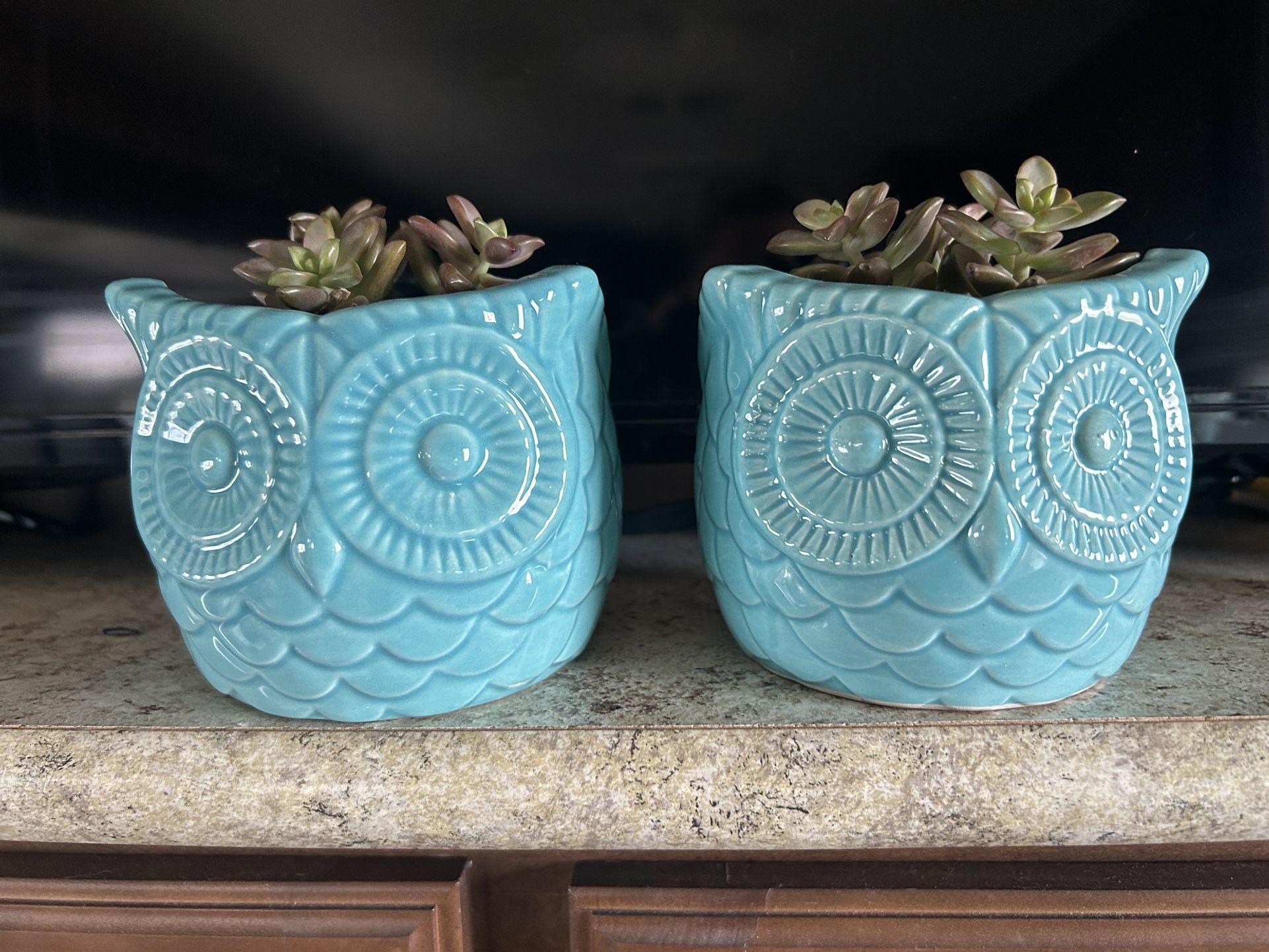 Adorable Ceramic Owls And Succulents 