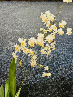 Onc. Tsiku Marguerite