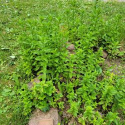 Spearmint Plant