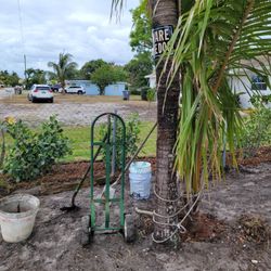 Coconut Tree 