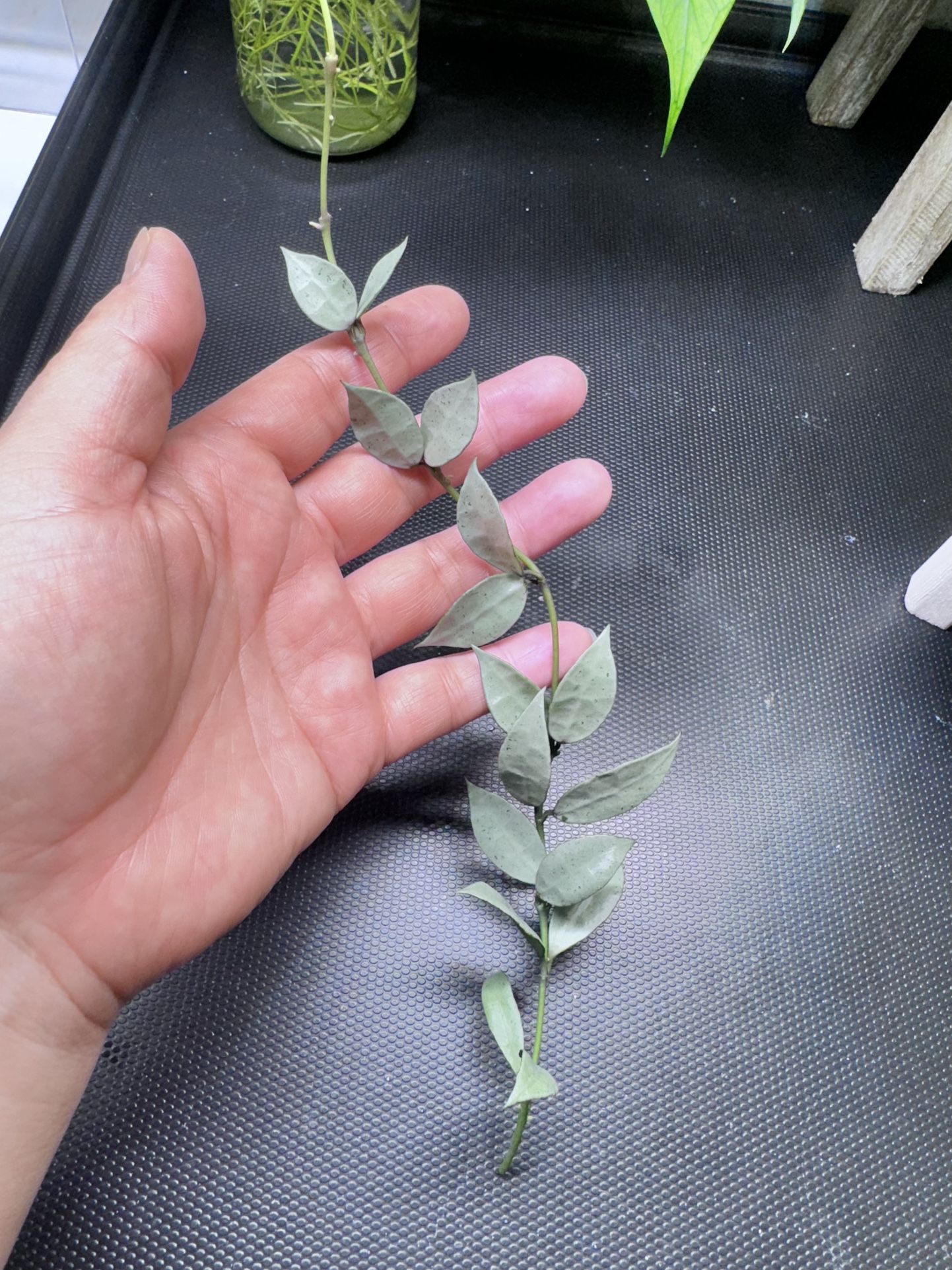 Hoya Lacunosa Moonlight/ Lime