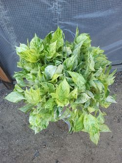 Snow queen pothos Plant 10" Nursery Pot