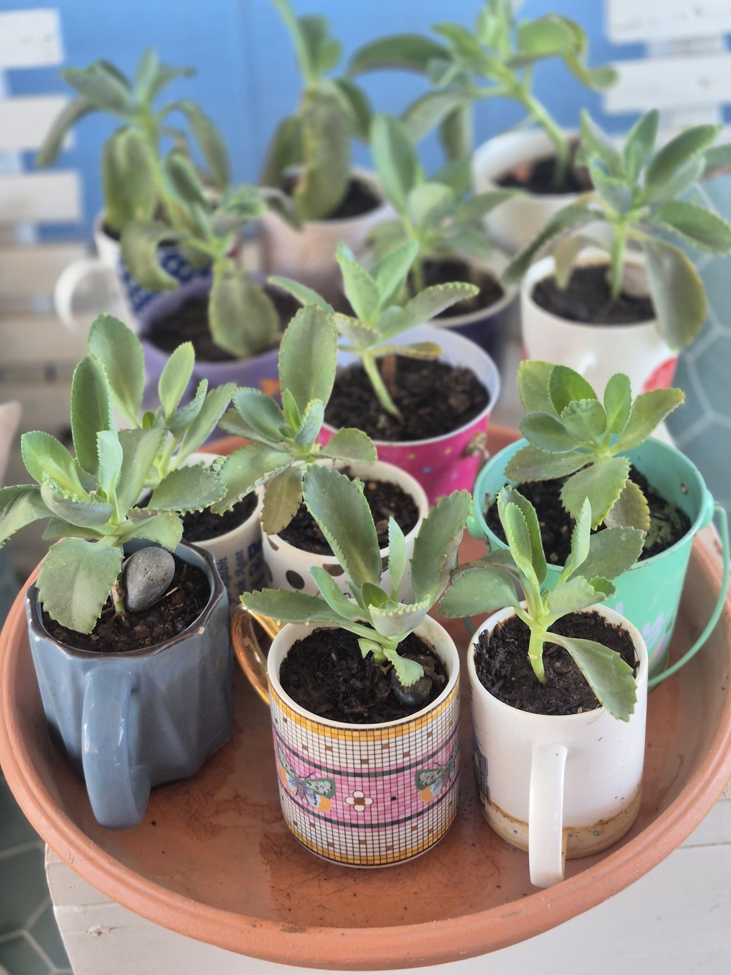 Mother of thousands Kalanchoes $3 Each Plant