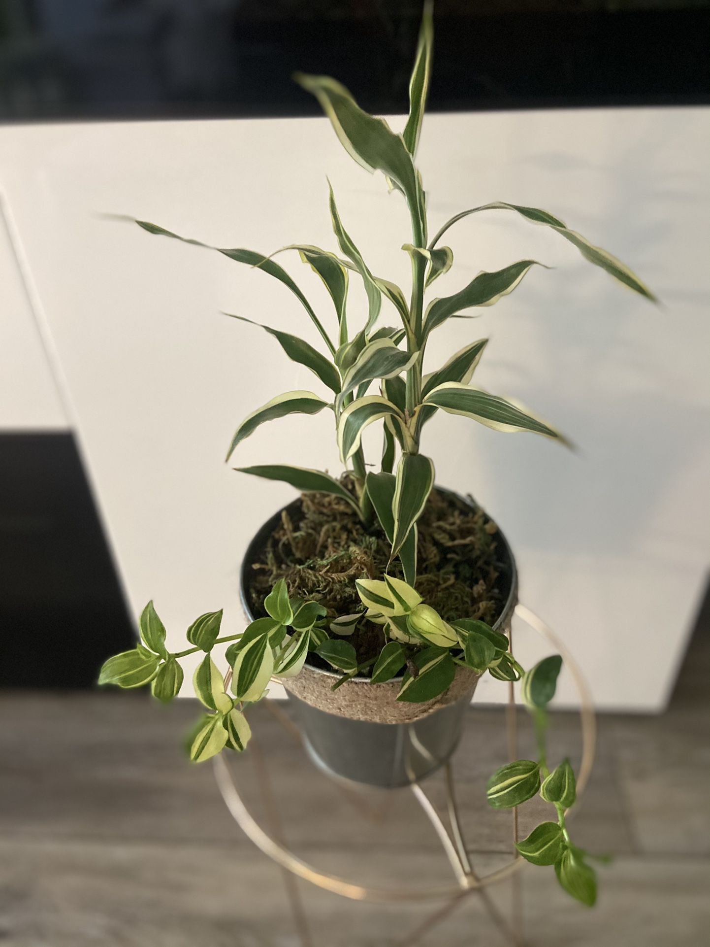 Housplant 2 Plants In A Pot