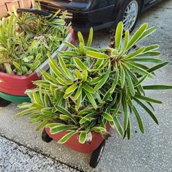 Plants - Bromeliads