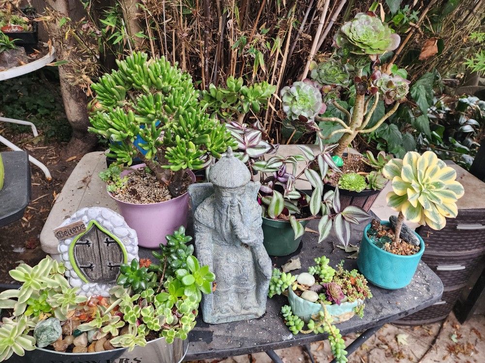 PLANT SALE. SUNDAY 1PM TO 5PM IN SAN LORENZO