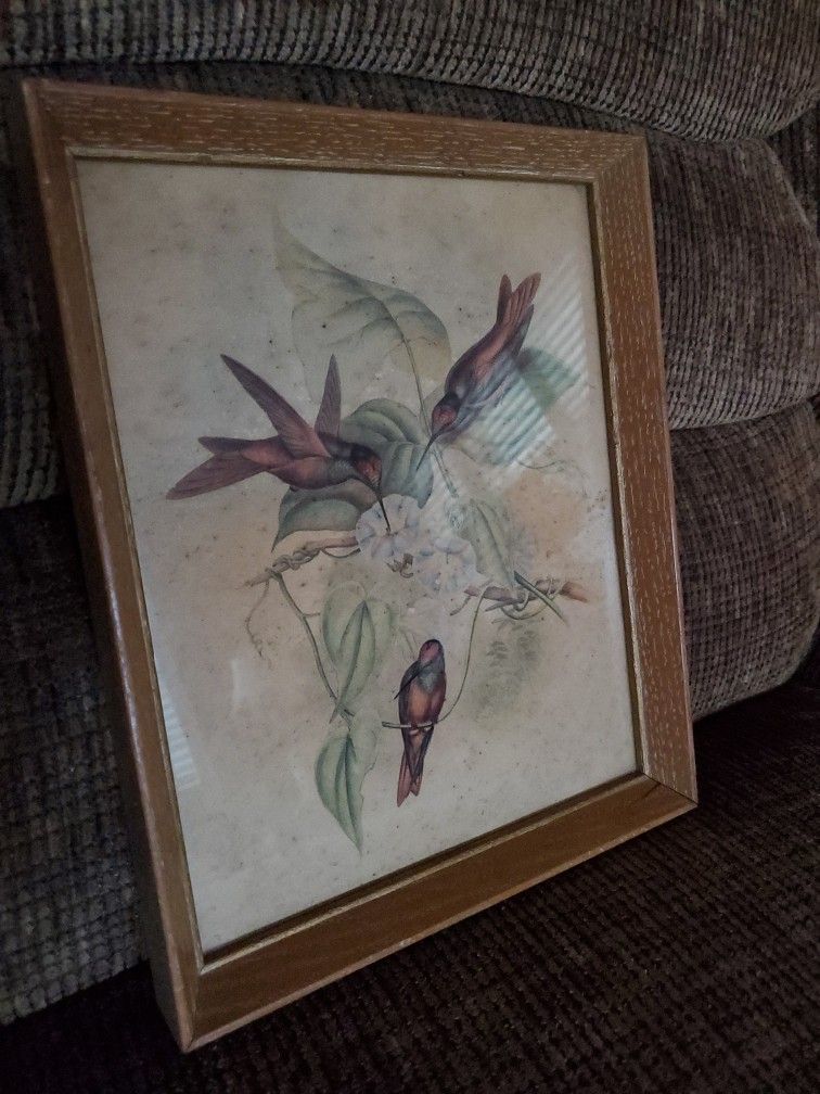 Vintage Hummingbird Painting