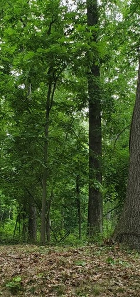 7 An 1/4 Acres In Derry Twnshp, Hershey. Perked Ready To Build On