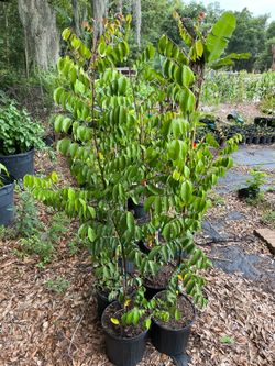 Star fruit trees