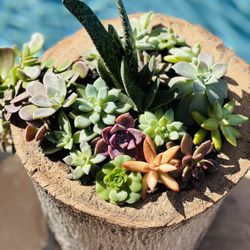 Arrangement Succulents In diy Pot 