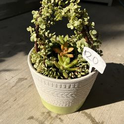 Succulent Basket 