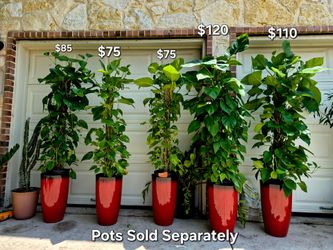 Hawaiian Pothos on Pole Plants