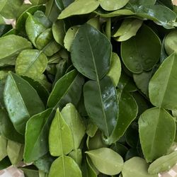 Kaffir Lime Leaf ใบมะกรูด