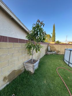 Avocado Tree