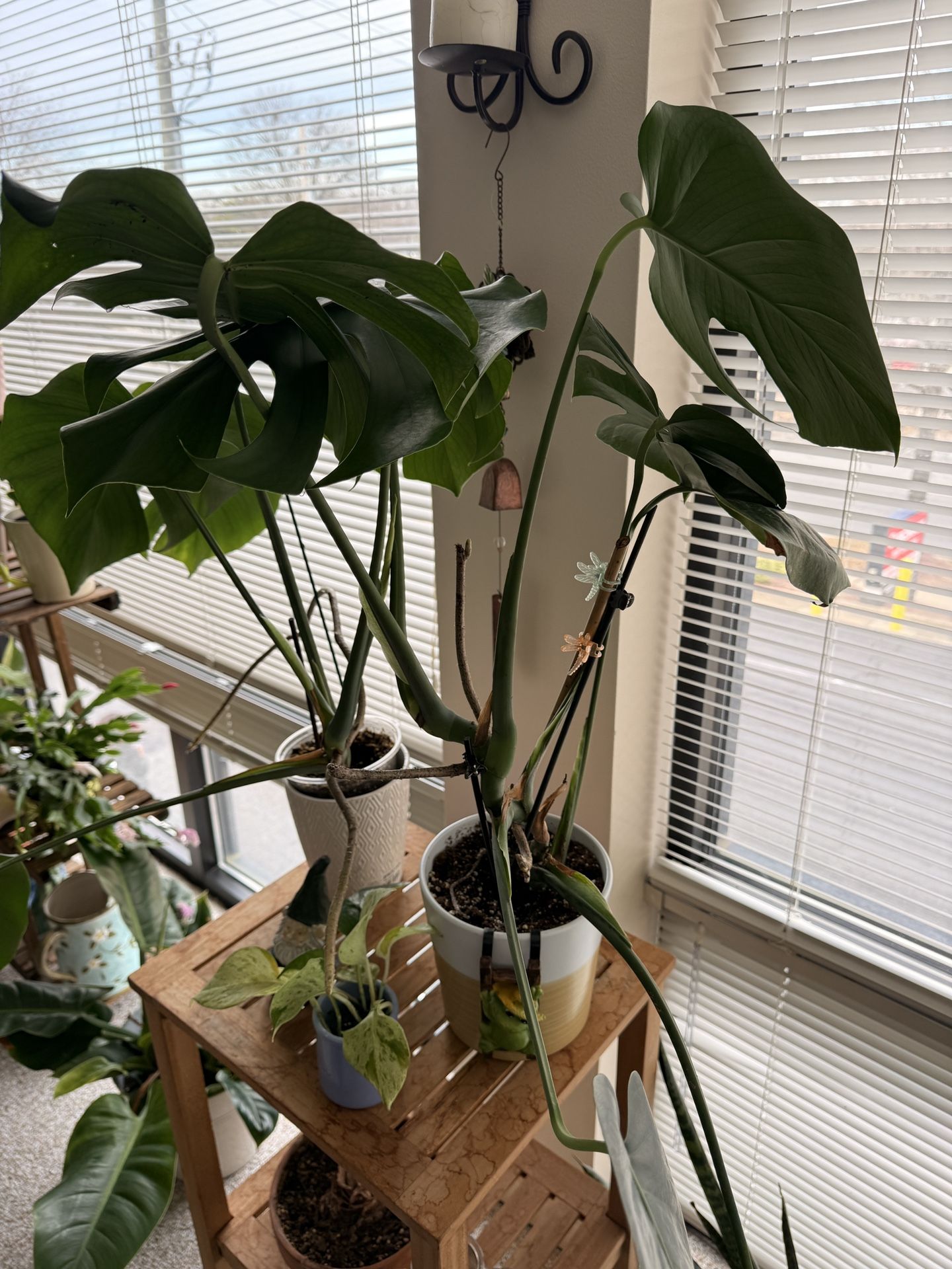 Plant Monstera