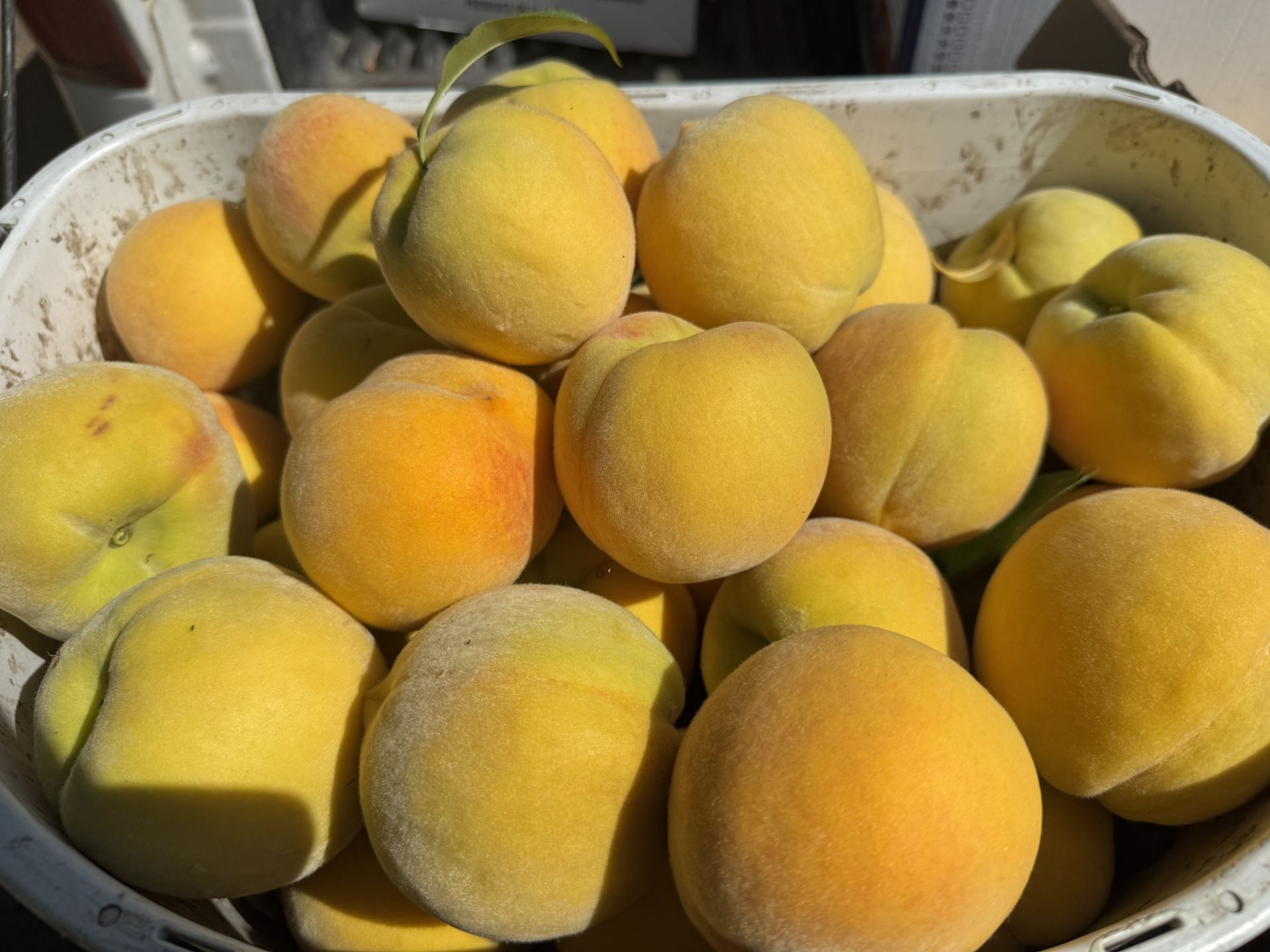 Fresh Picked Fruit 