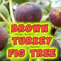 Brown Turkey Fig Tree Plant, Well Rooted